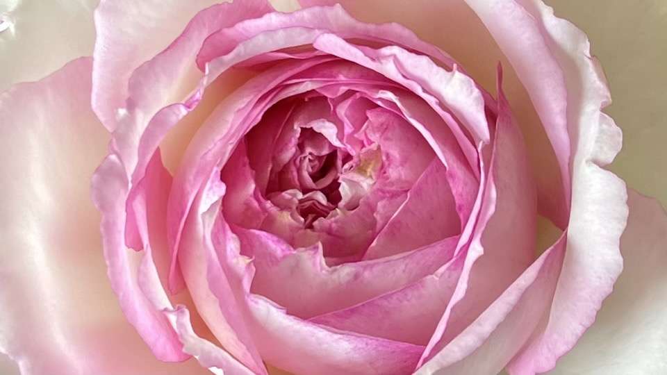 春のトロイメライ