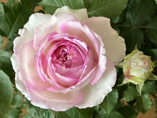 春のトロイメライ