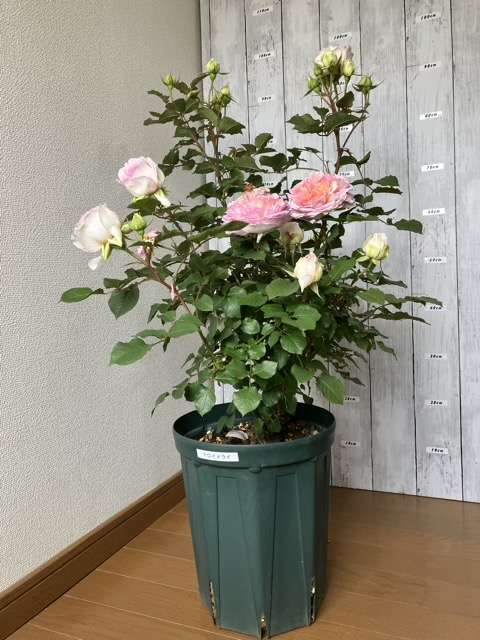 春のトロイメライ