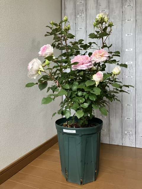 春のトロイメライ