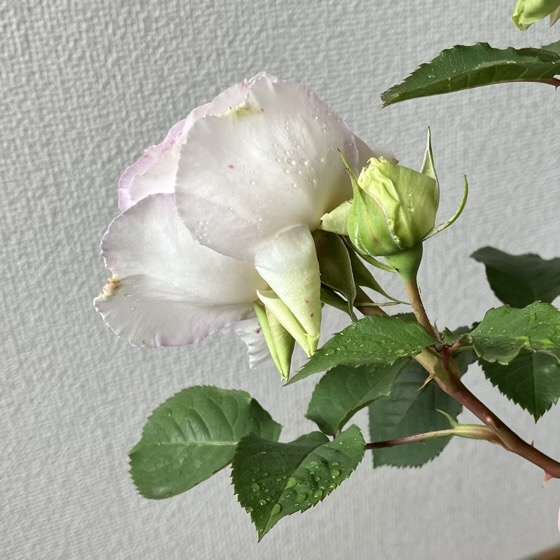 春のトロイメライ