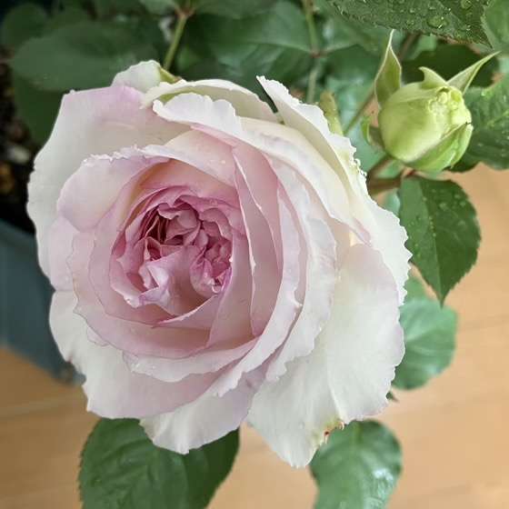 春のトロイメライ