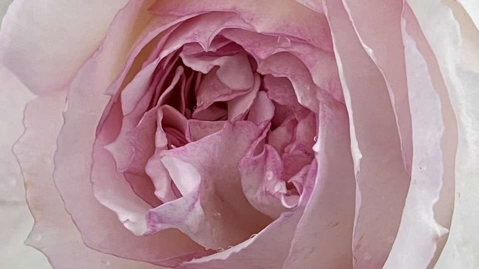 春のトロイメライ