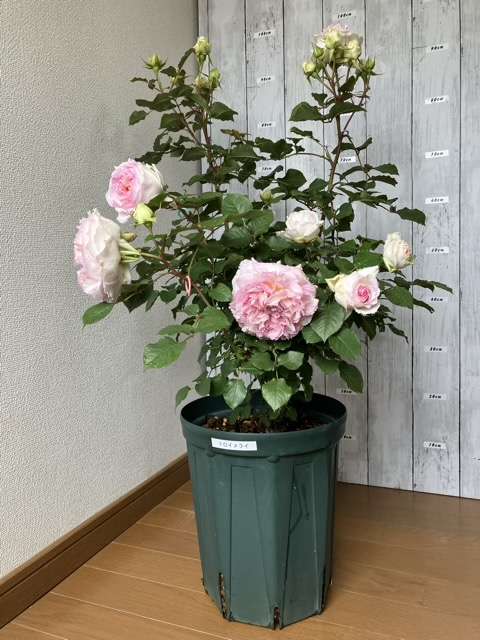 春のトロイメライ