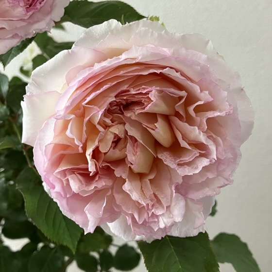 春のトロイメライ