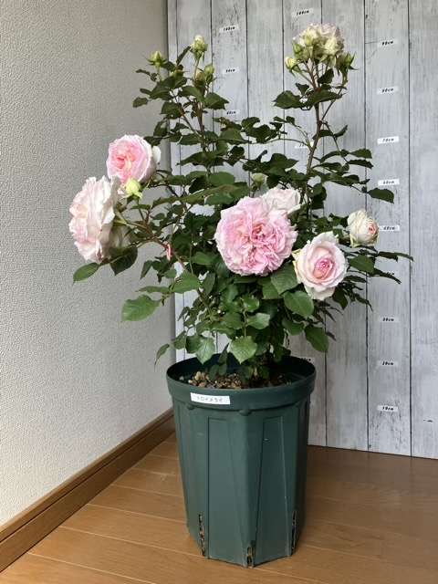 春のトロイメライ