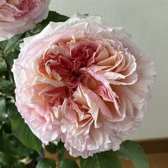 春のトロイメライ