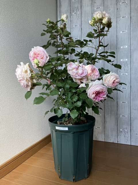 春のトロイメライ