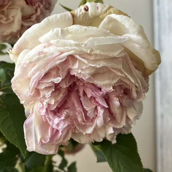 春のトロイメライ