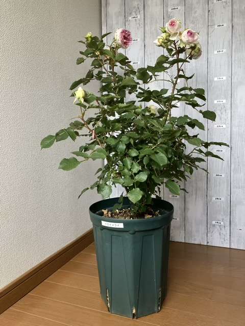 春のトロイメライ