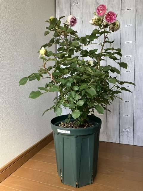 春のトロイメライ