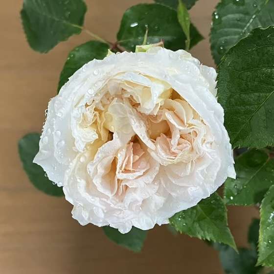 春のトロイメライ