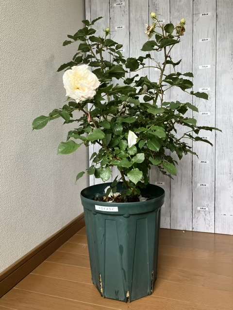 花後剪定前のトロイメライ