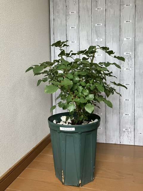 花後剪定後のトロイメライ