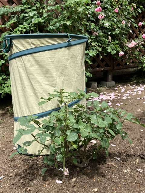 地植え後のトロイメライ