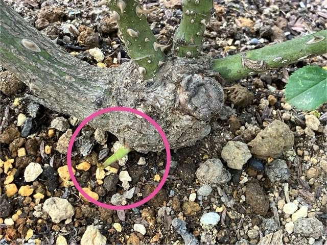 トロイメライのベーサルシュートの芽