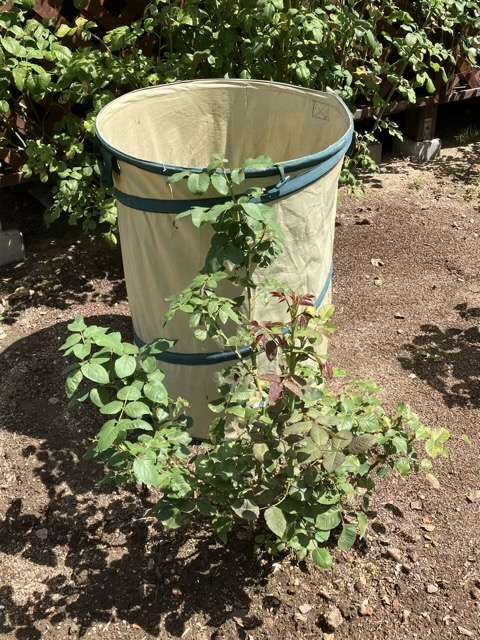 夏剪定前のトロイメライ