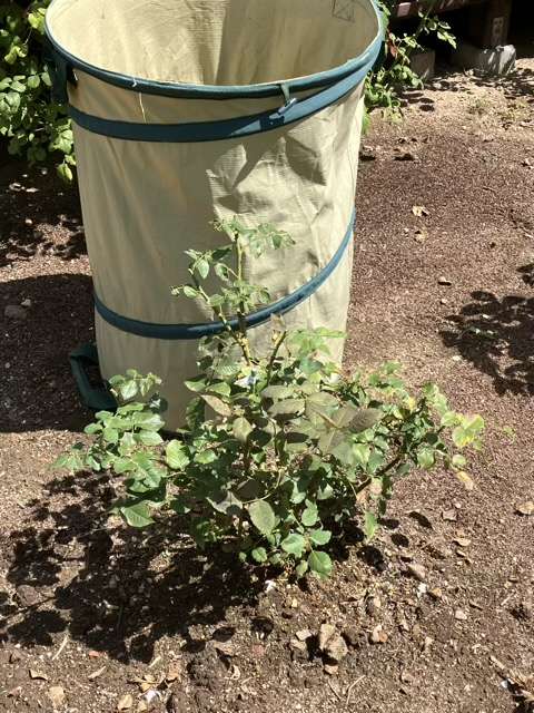 夏剪定後のトロイメライ