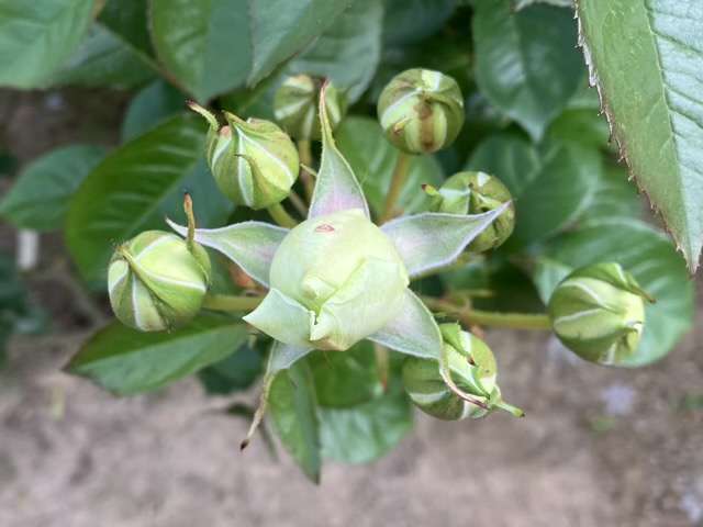 春のトリニティ