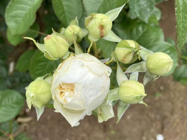 春のトリニティ