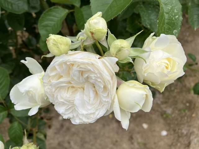 春のトリニティ