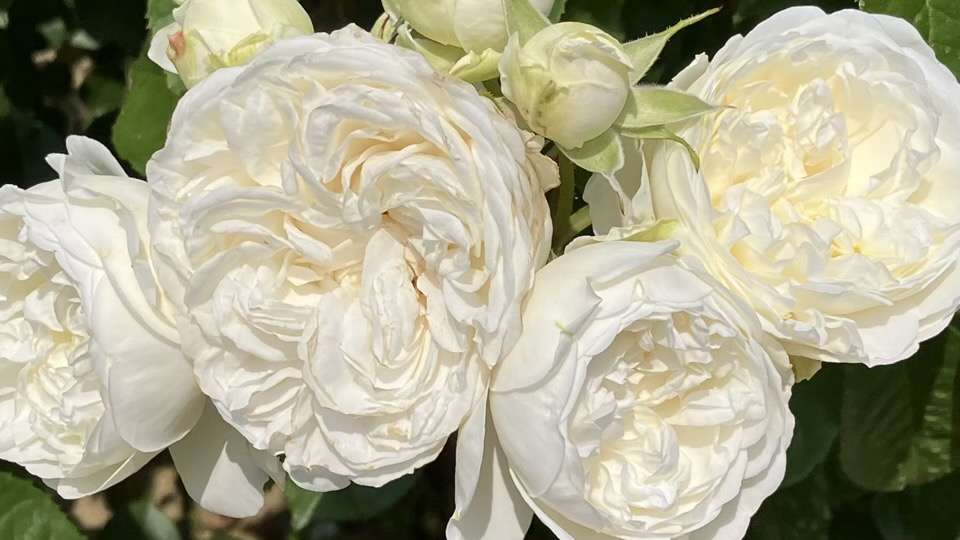 春のトリニティ