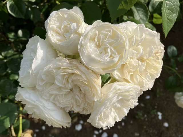 春のトリニティ