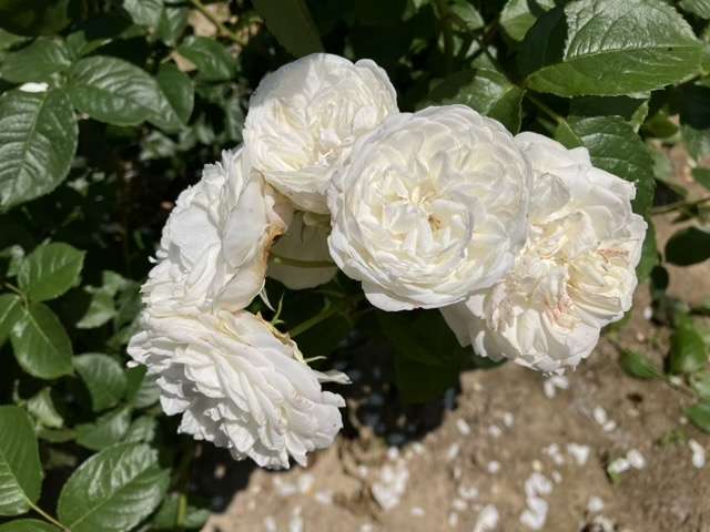 春のトリニティ