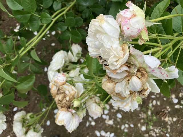 春のトリニティ