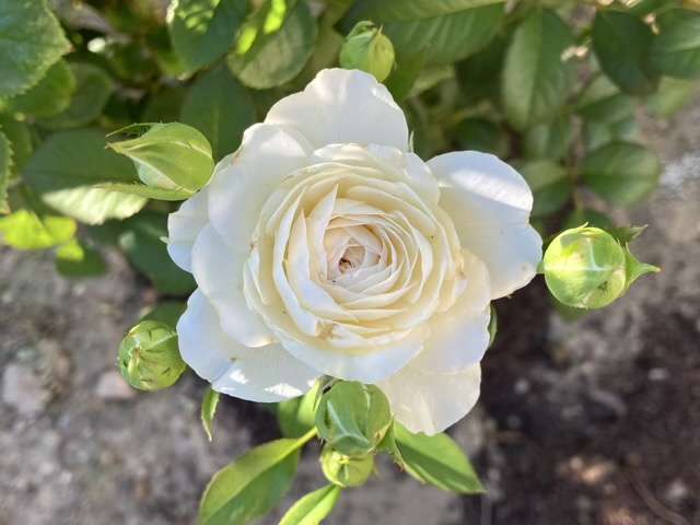 夏のトリニティ