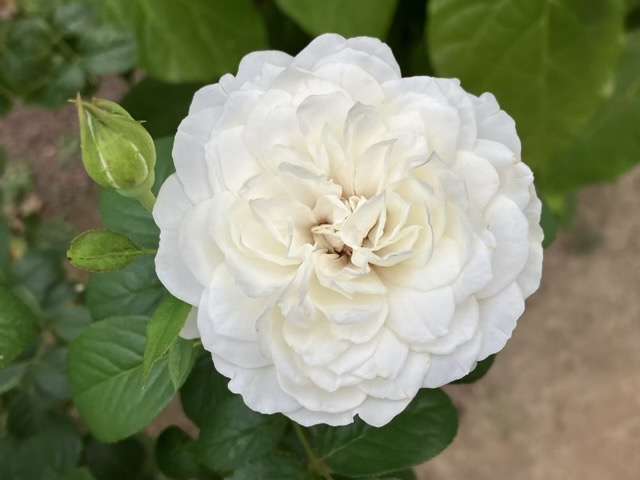 9月上旬のトリニティ