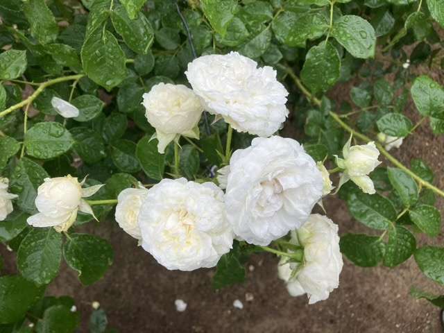 春のトリニティ