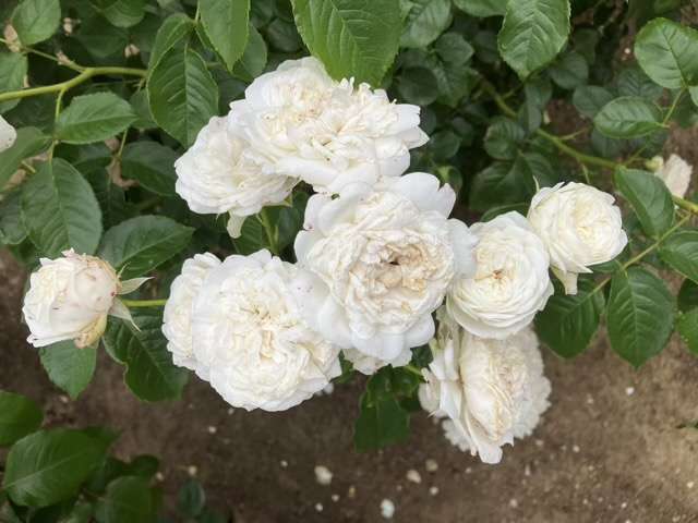 春のトリニティ