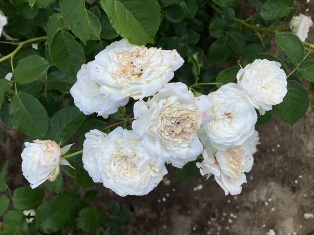 春のトリニティ
