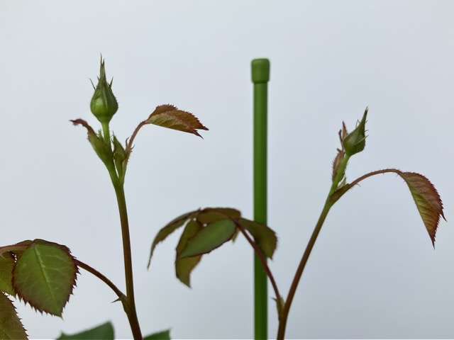 ウンディーネのつぼみを取る前