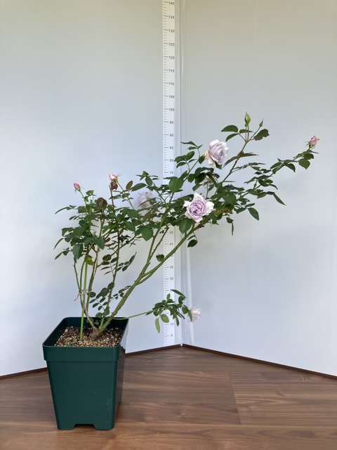 秋のウンディーネ