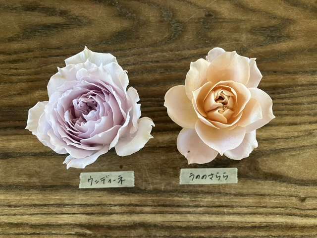 左)ウンディーネ、右)うののさらら