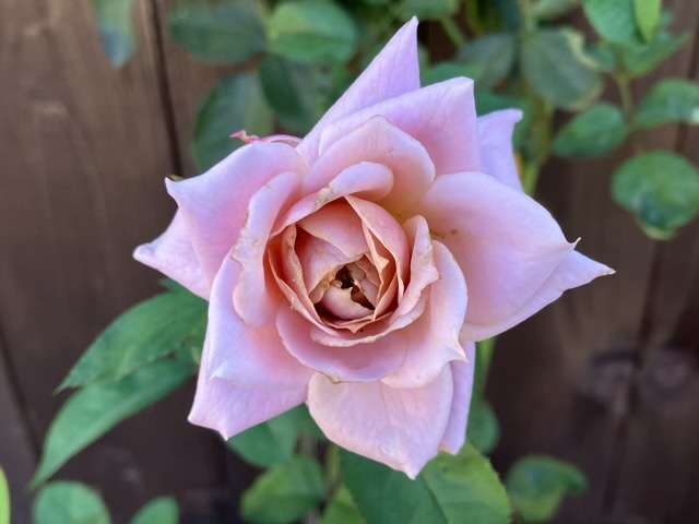 秋のうののさらら