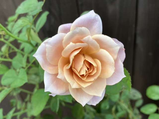 秋のうののさらら