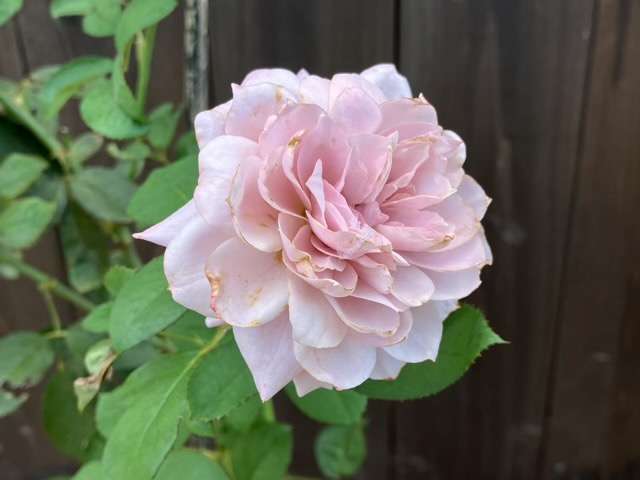 秋のうののさらら