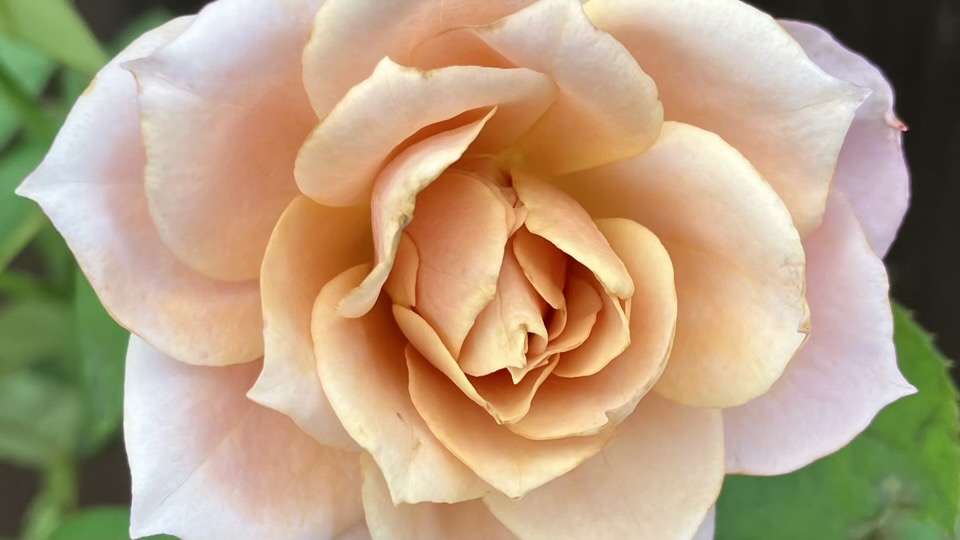 秋のうののさらら