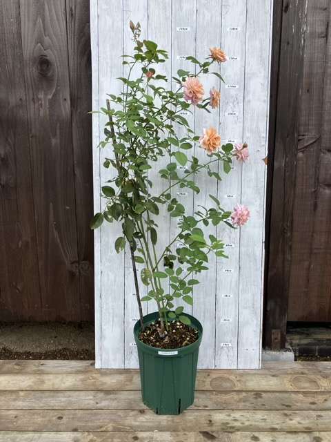 秋のうののさらら