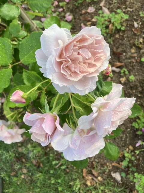 春のうののさらら