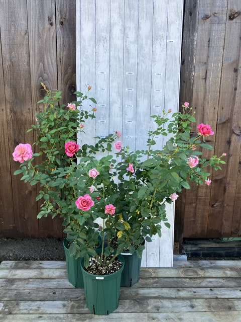 うののさらら、プリマヴィスタ、葵の上の秋の開花