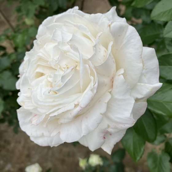 春のビブラマリエ!