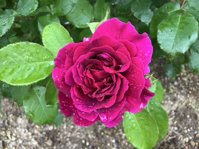 春のウィリアムシェイクスピア2000